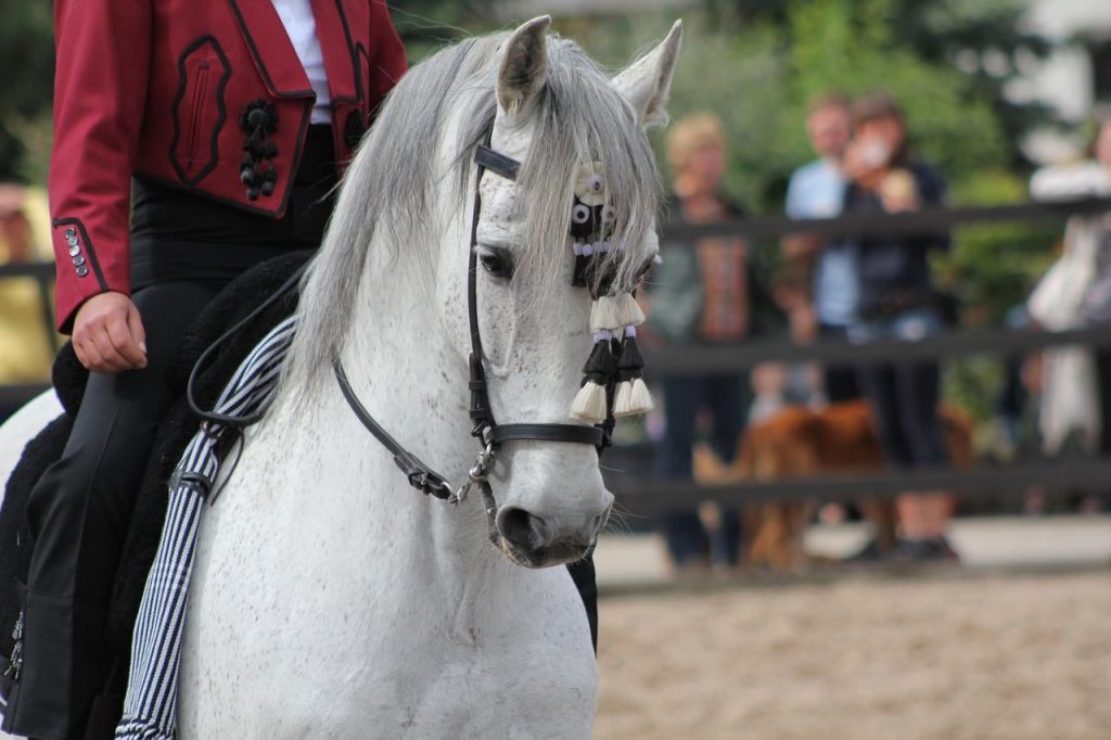 Andalusian horse