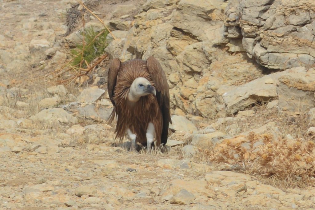 Griffon vulture