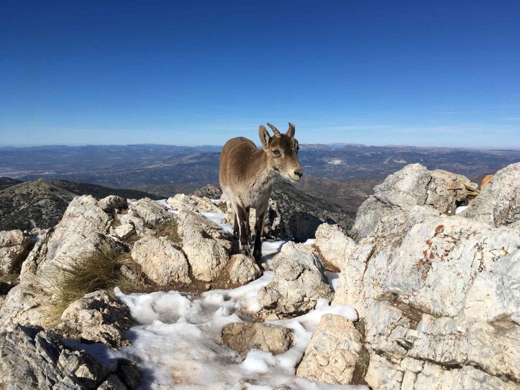 Ibex